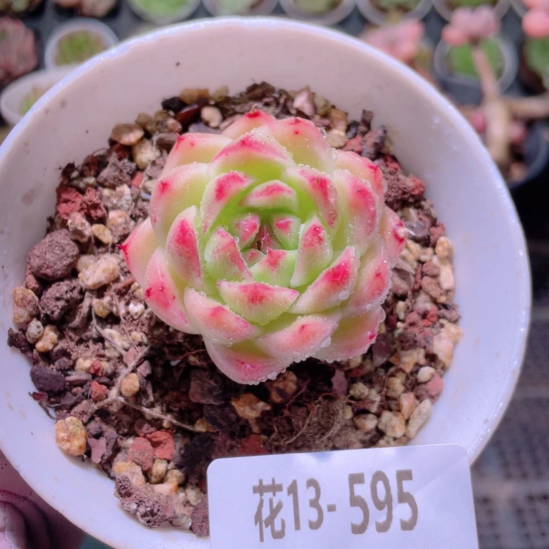 花利美13-595麦秆