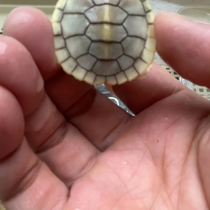 巴西彩龟不分公母