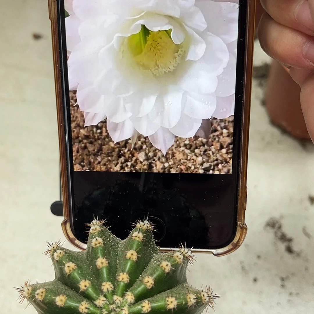 彩草纯白测芽5-6公分左右