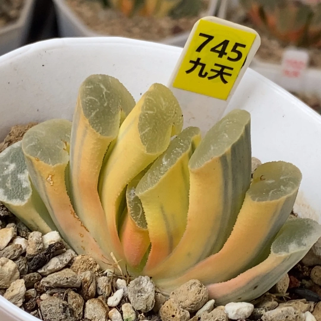 745号糊斑大绳玉扇锦