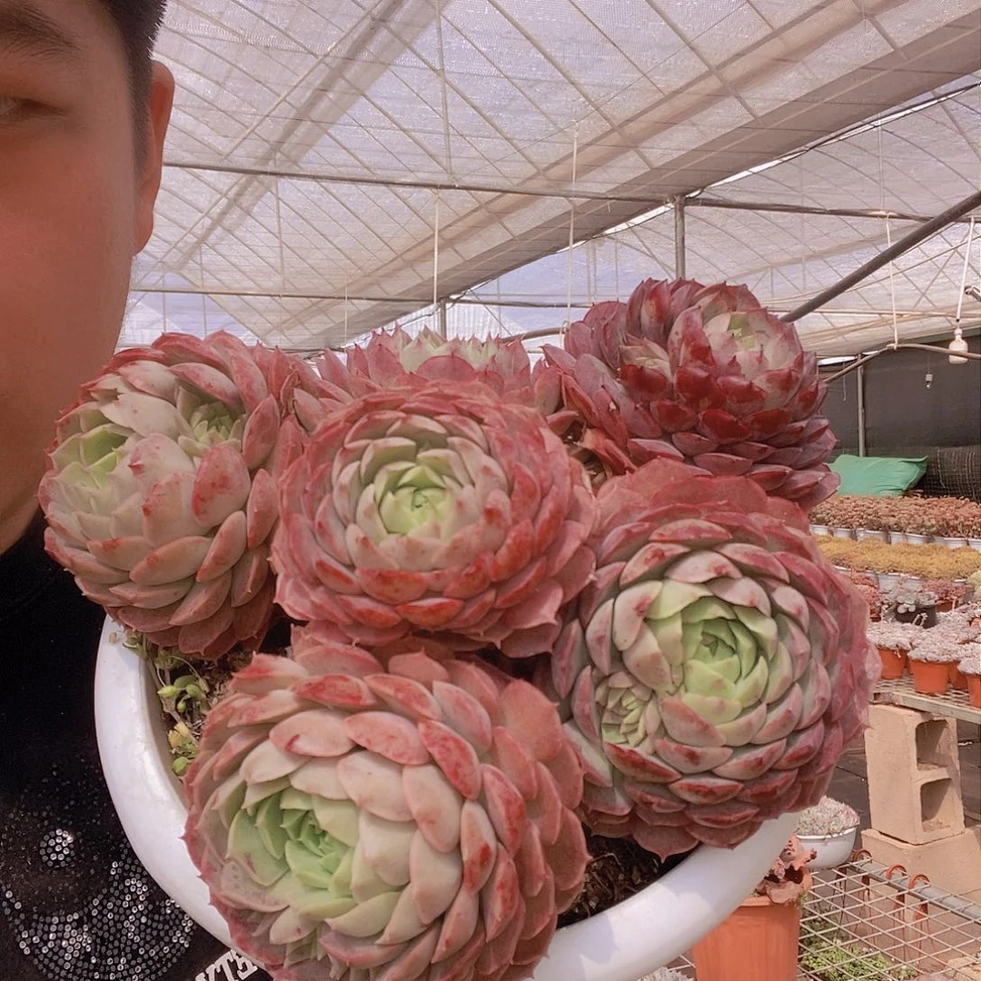 整桩老桩朱砂痣特价