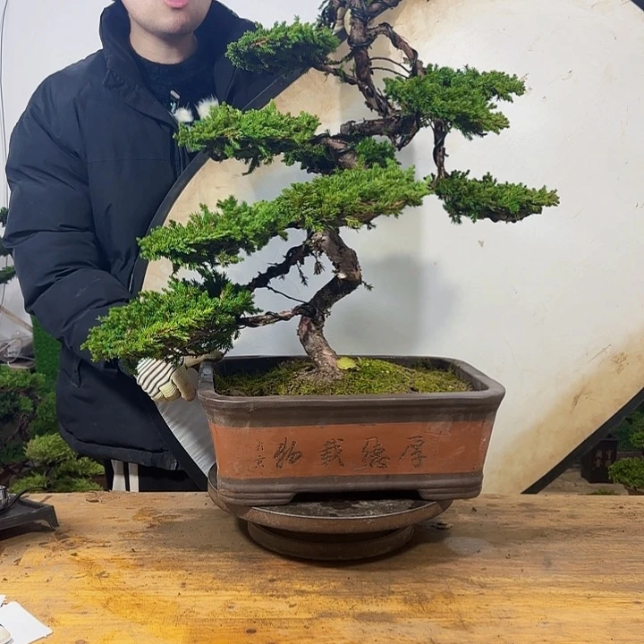 盆景11111111111111