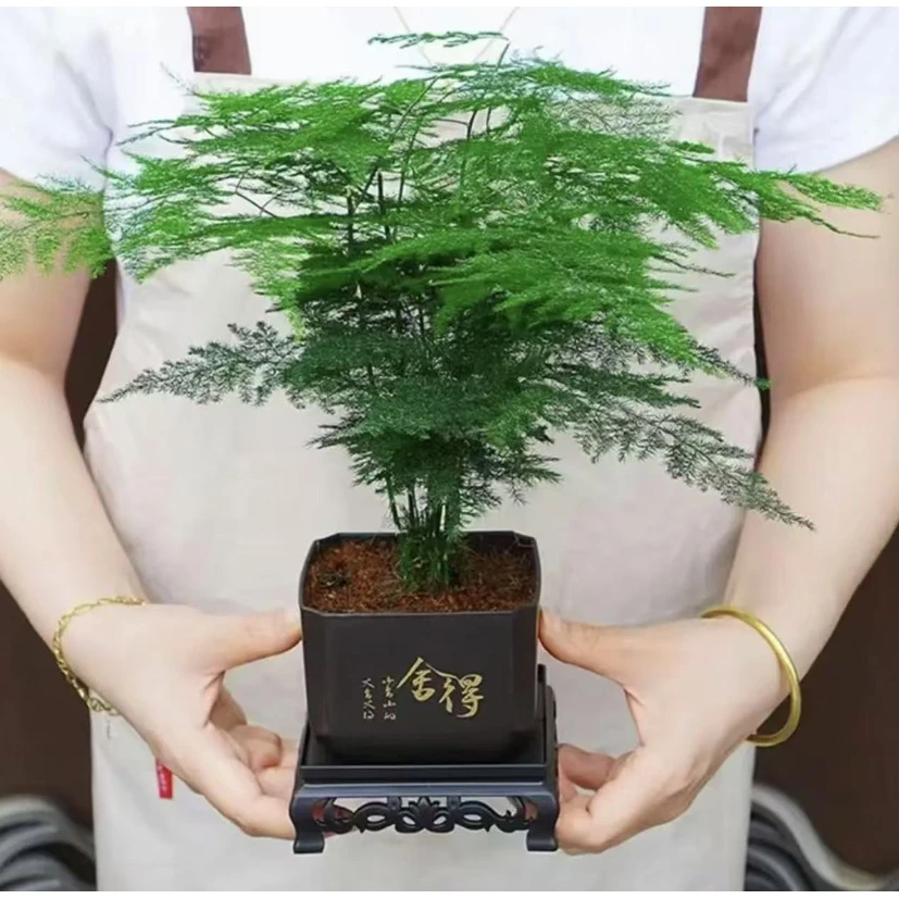 【新疆包邮】文竹盆栽植物