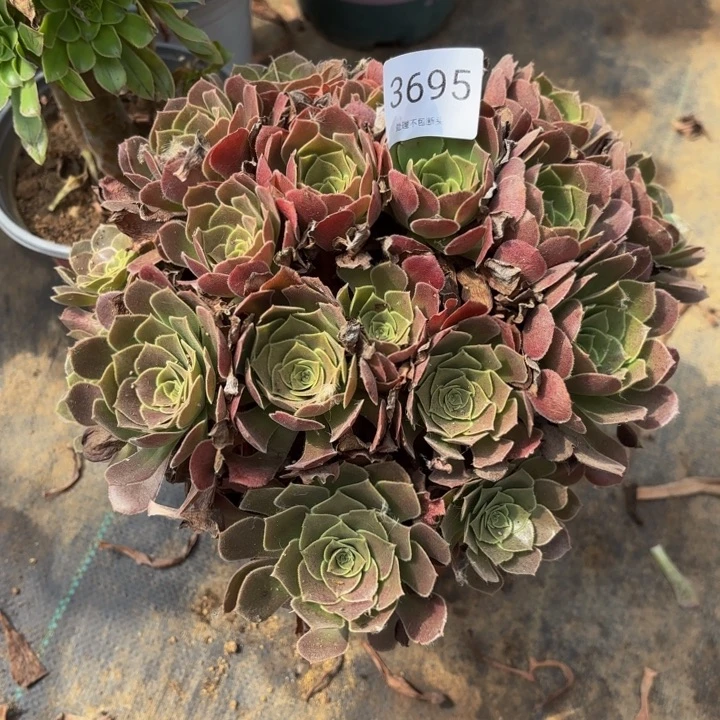 荷兰玫瑰处理不包断头3695