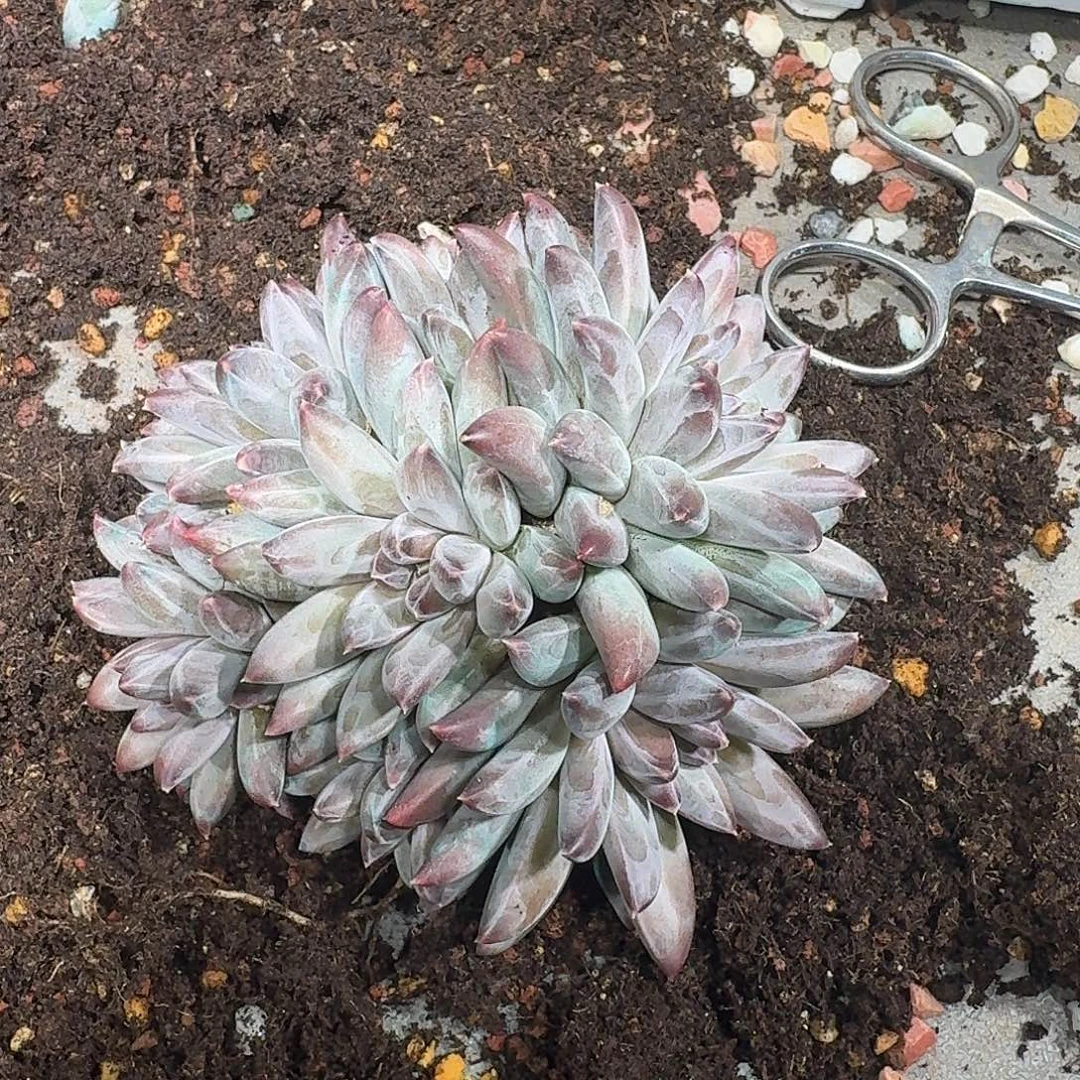 美人系多肉植物一颗福利