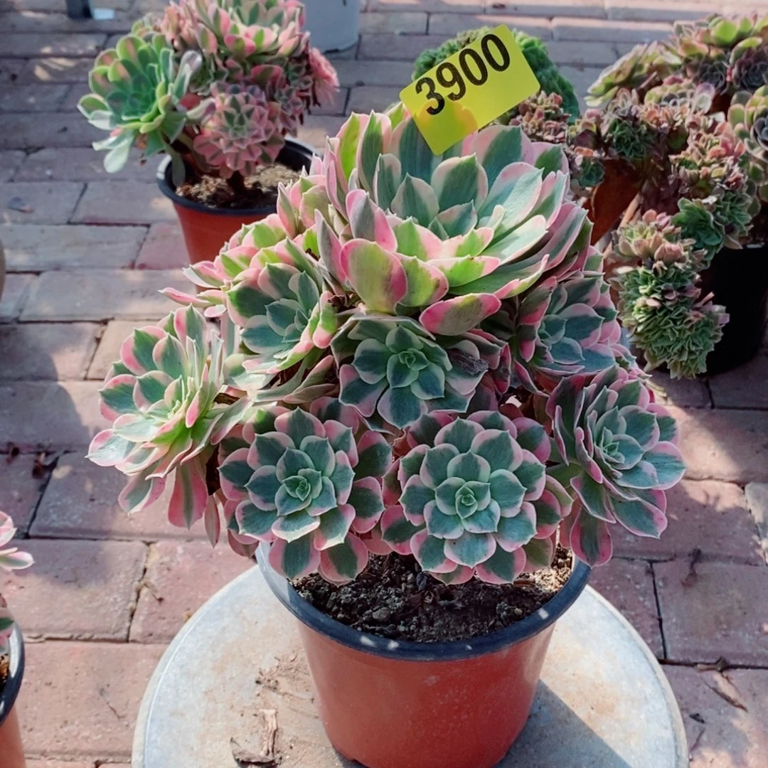 多肉植物粉女郎3900