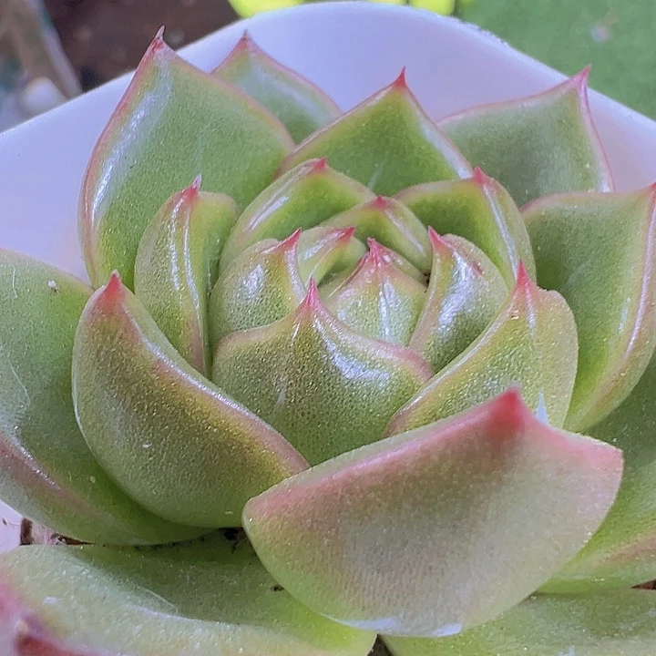 冰橙19包邮多肉植物