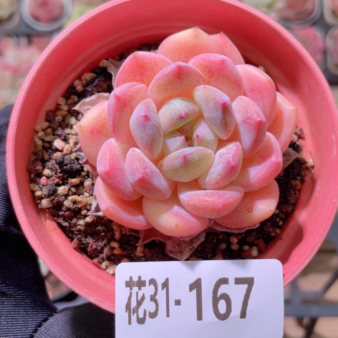 花利美31-167冰糖