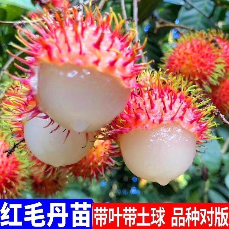 正品嫁接红毛丹果树苗毛荔枝7号苗带杯带叶子发货