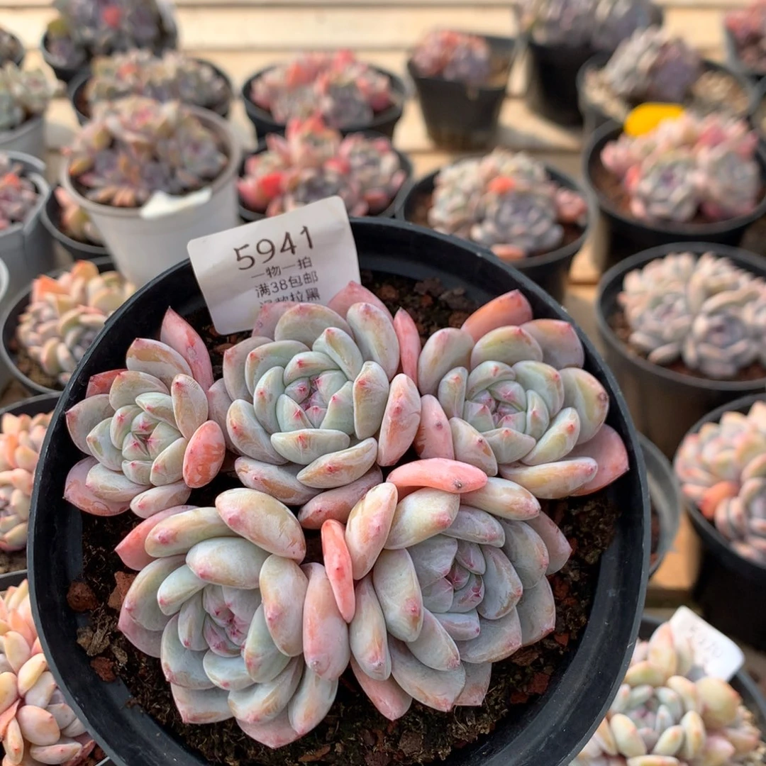 13厘米五头石榴籽 无砍 5941