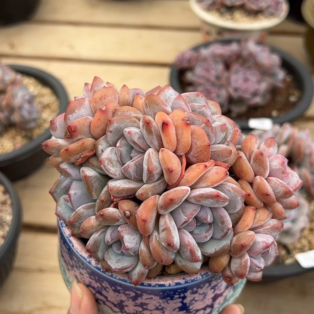 多头短肥圆胖体紫心