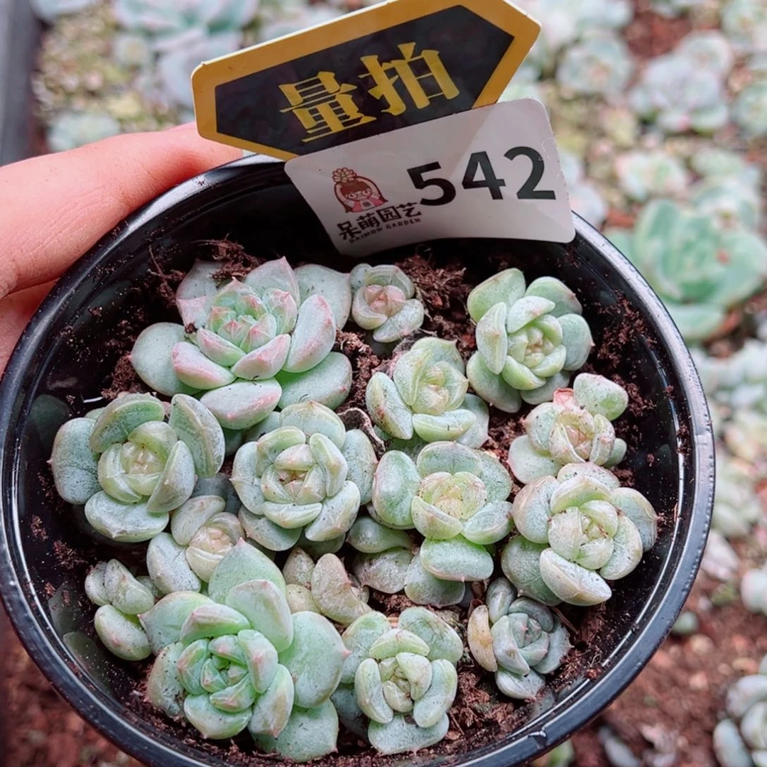 多肉植物多肉植物
