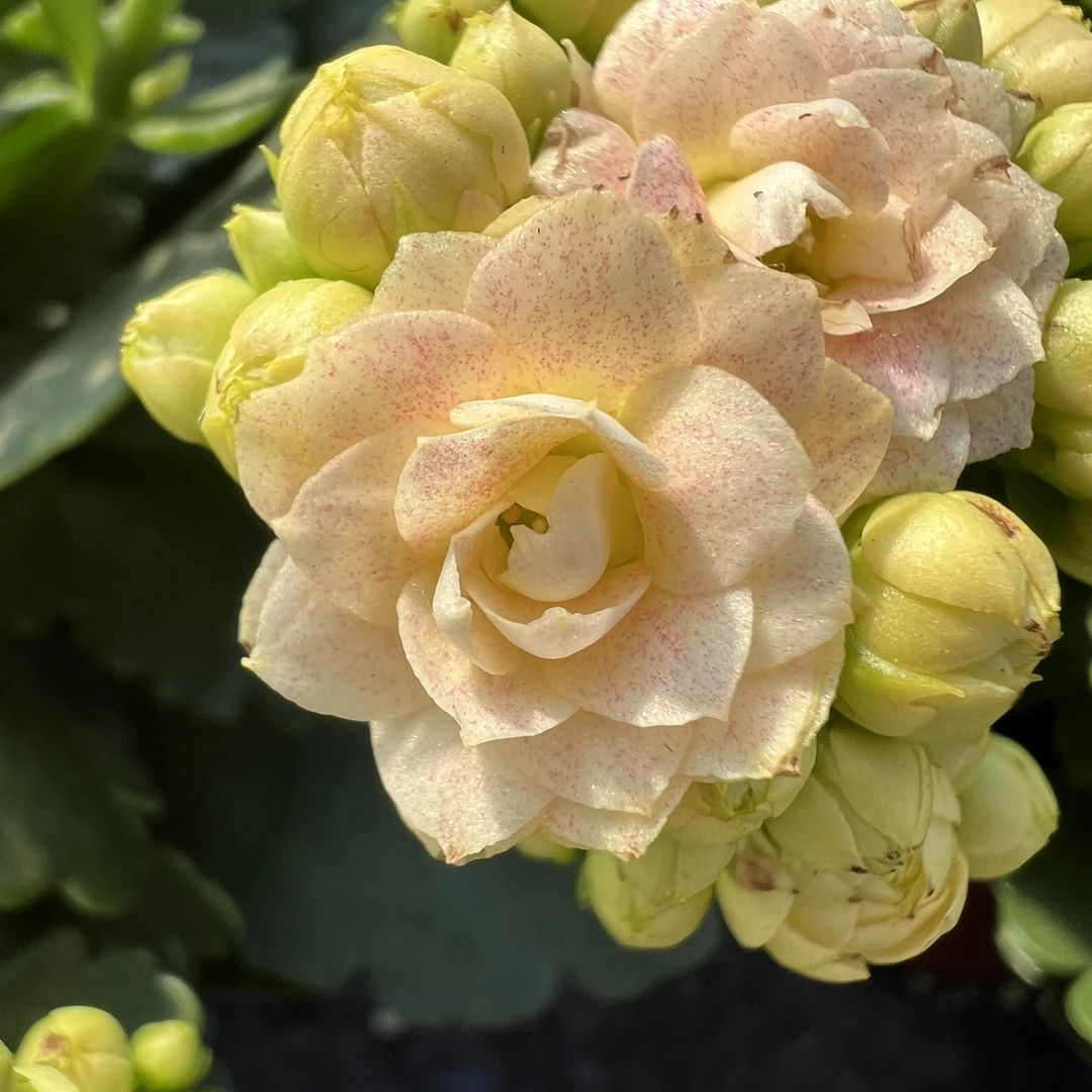 【钻石】长寿花 浅色变色品