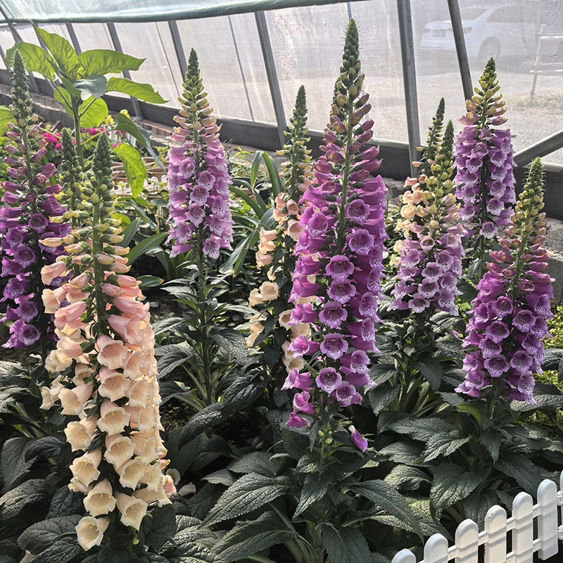 毛地黄苗子耐寒多年生好种好养盆栽地栽均可