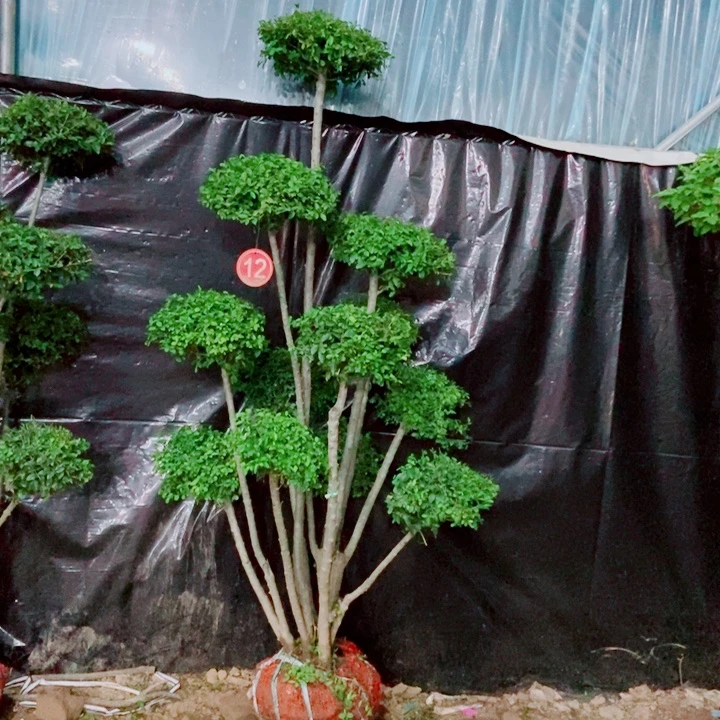 无花朵一物一拍一个一个