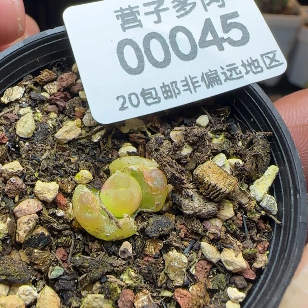 拉登带盆土发货。