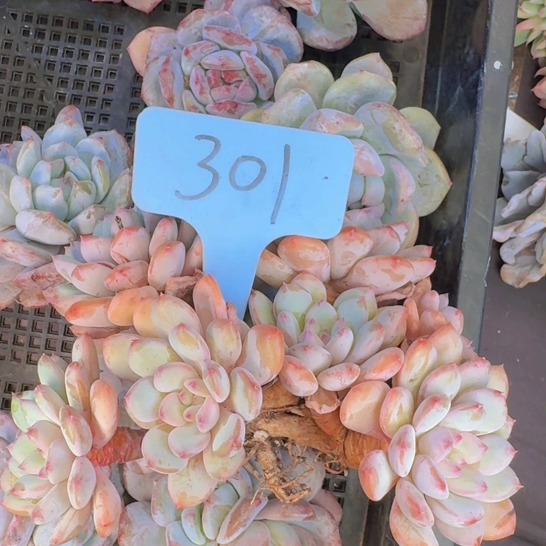 多肉植物的生长发育和