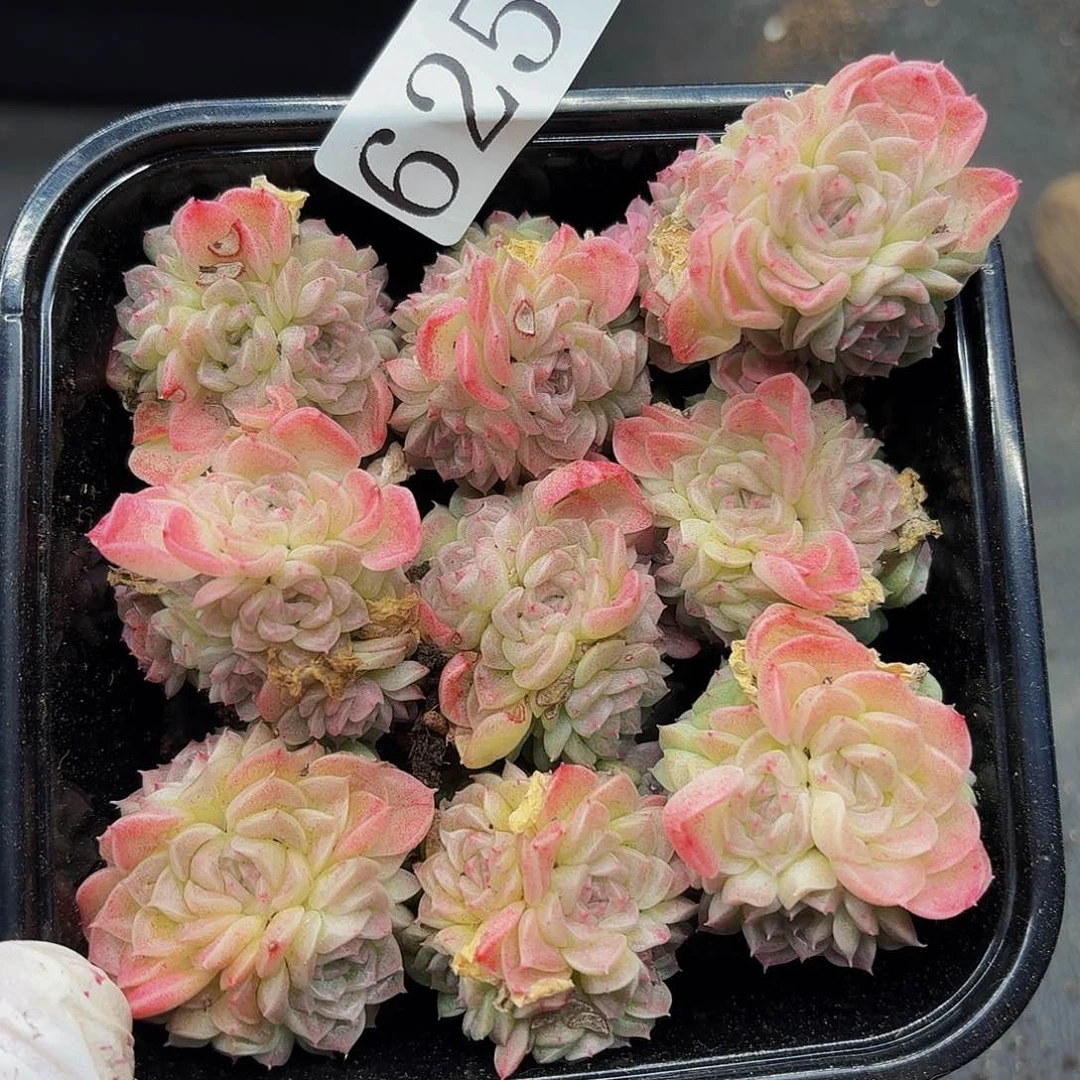 多肉植物多肉植物625