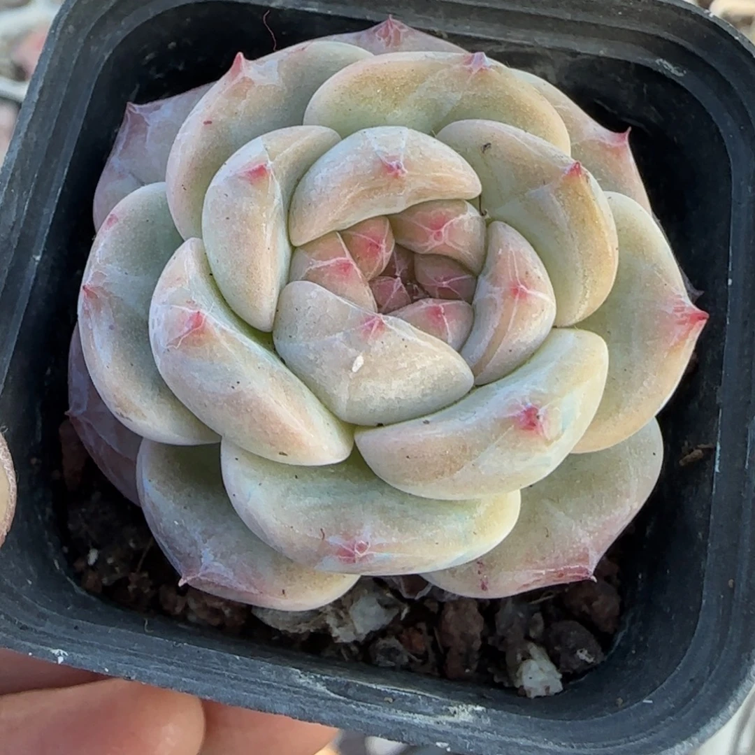 多肉小卡拉米糖心一物一拍