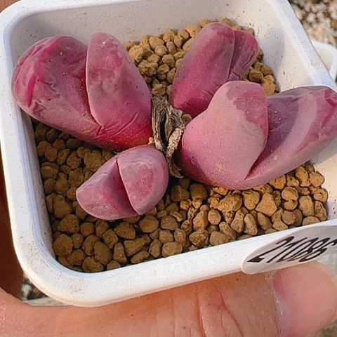 【闪购商品】21086