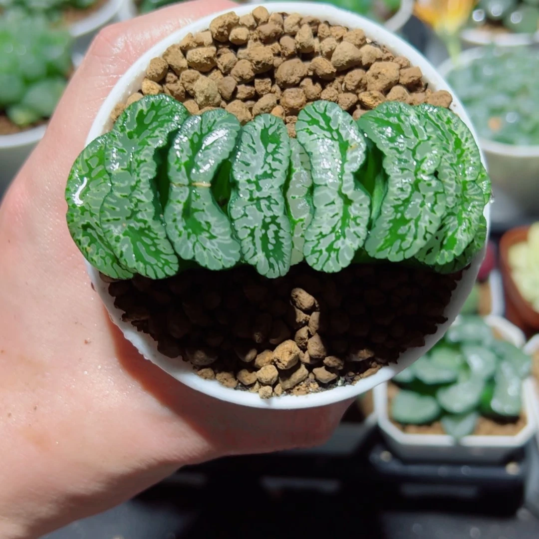 【闪购商品】玄武玉扇