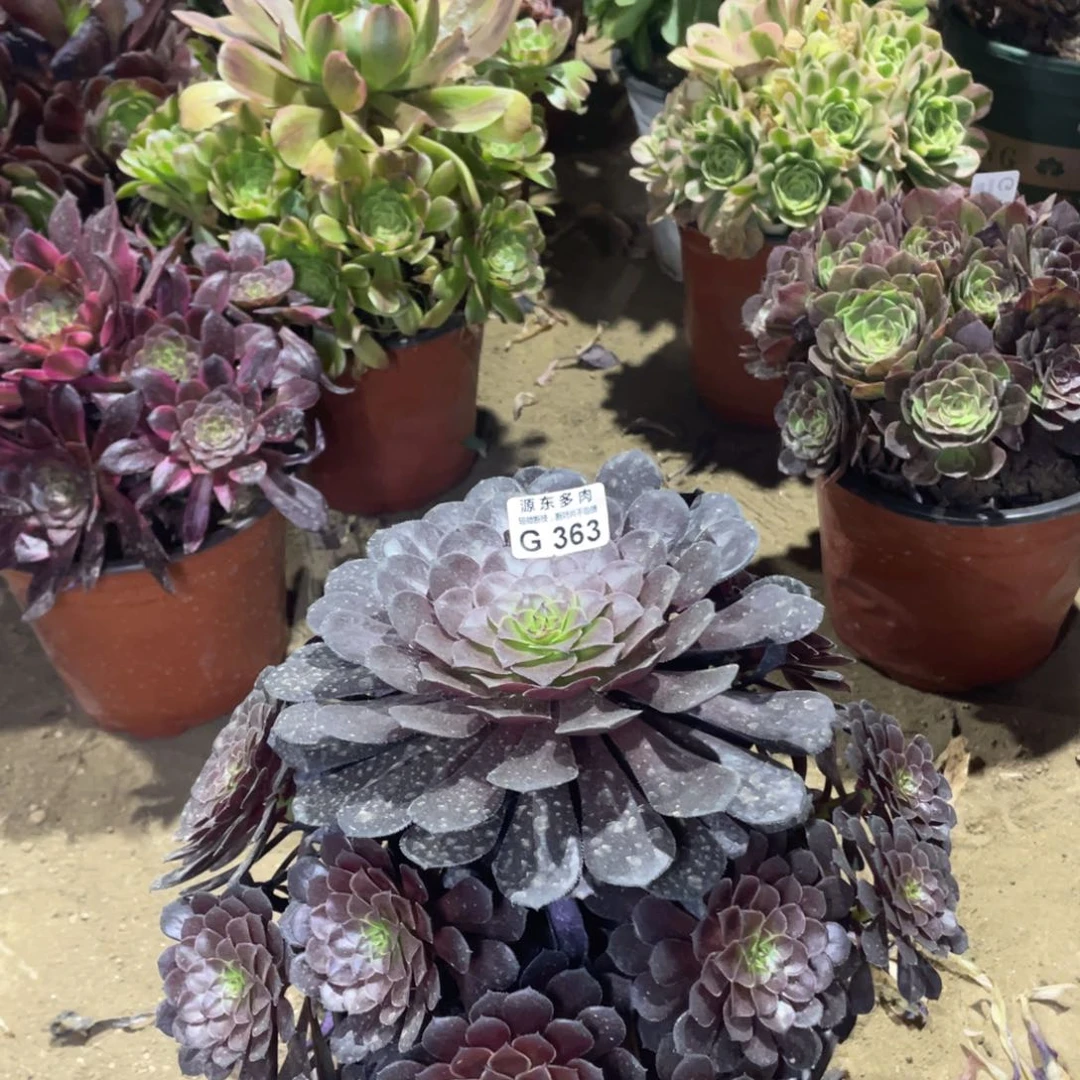 363黑铜壶多肉法师断枝不包