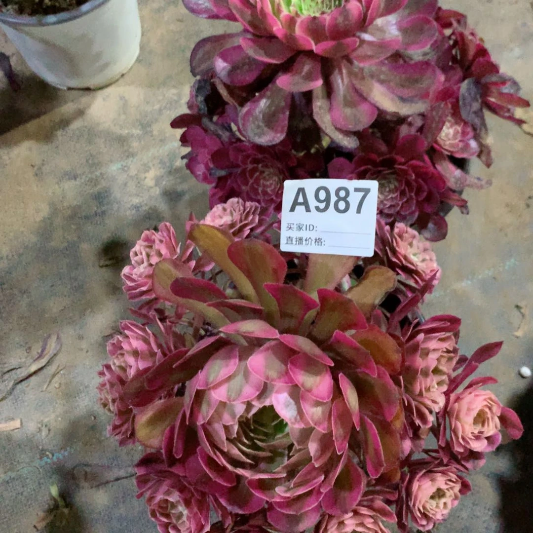 观**在白月光986➕红彤超白987