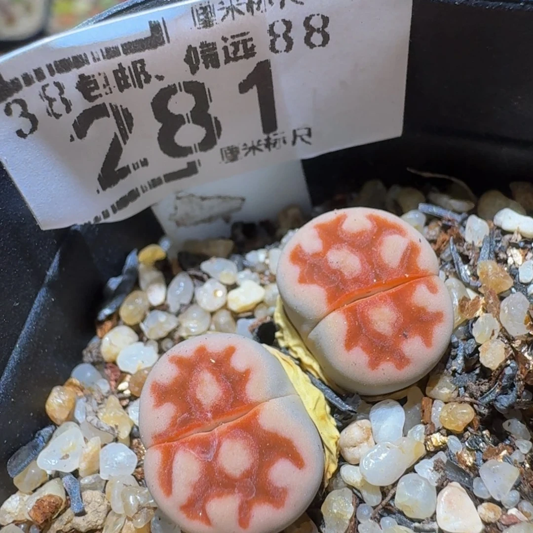 Ssss精品生石花281