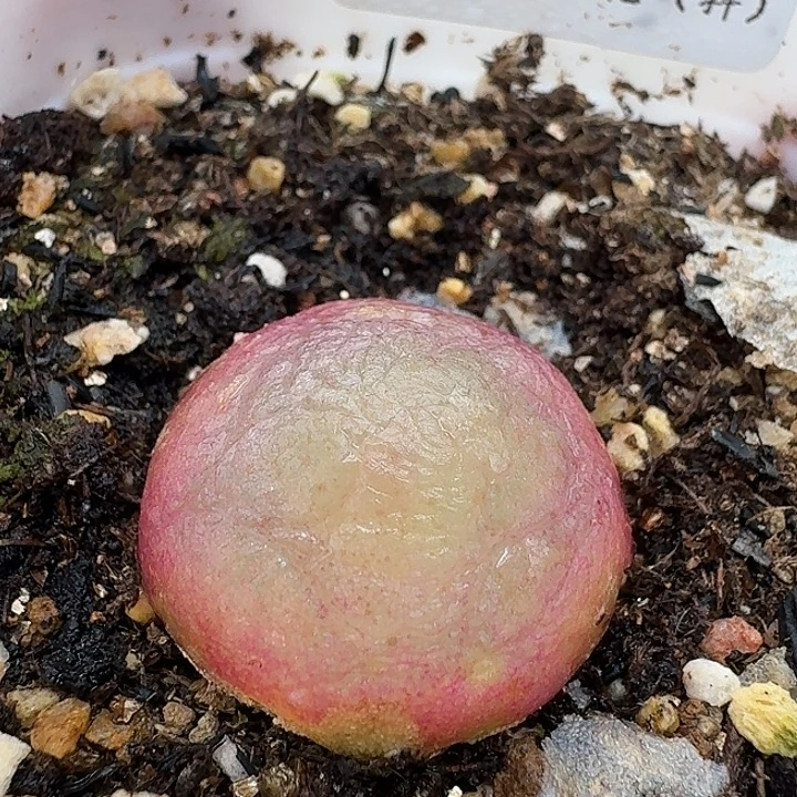 老马生石花2.2灯泡2356