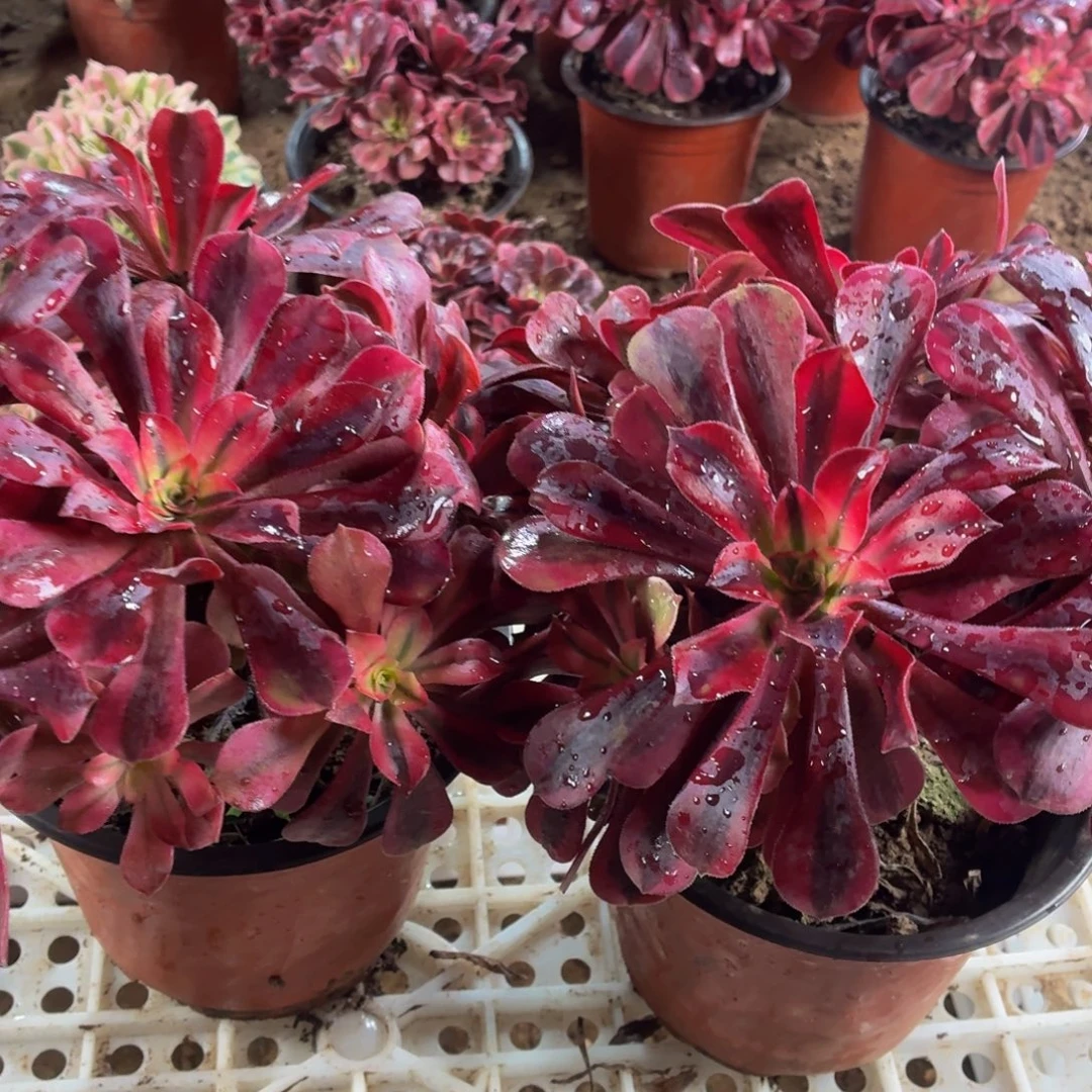 美杜莎两颗长叶片包邮福利