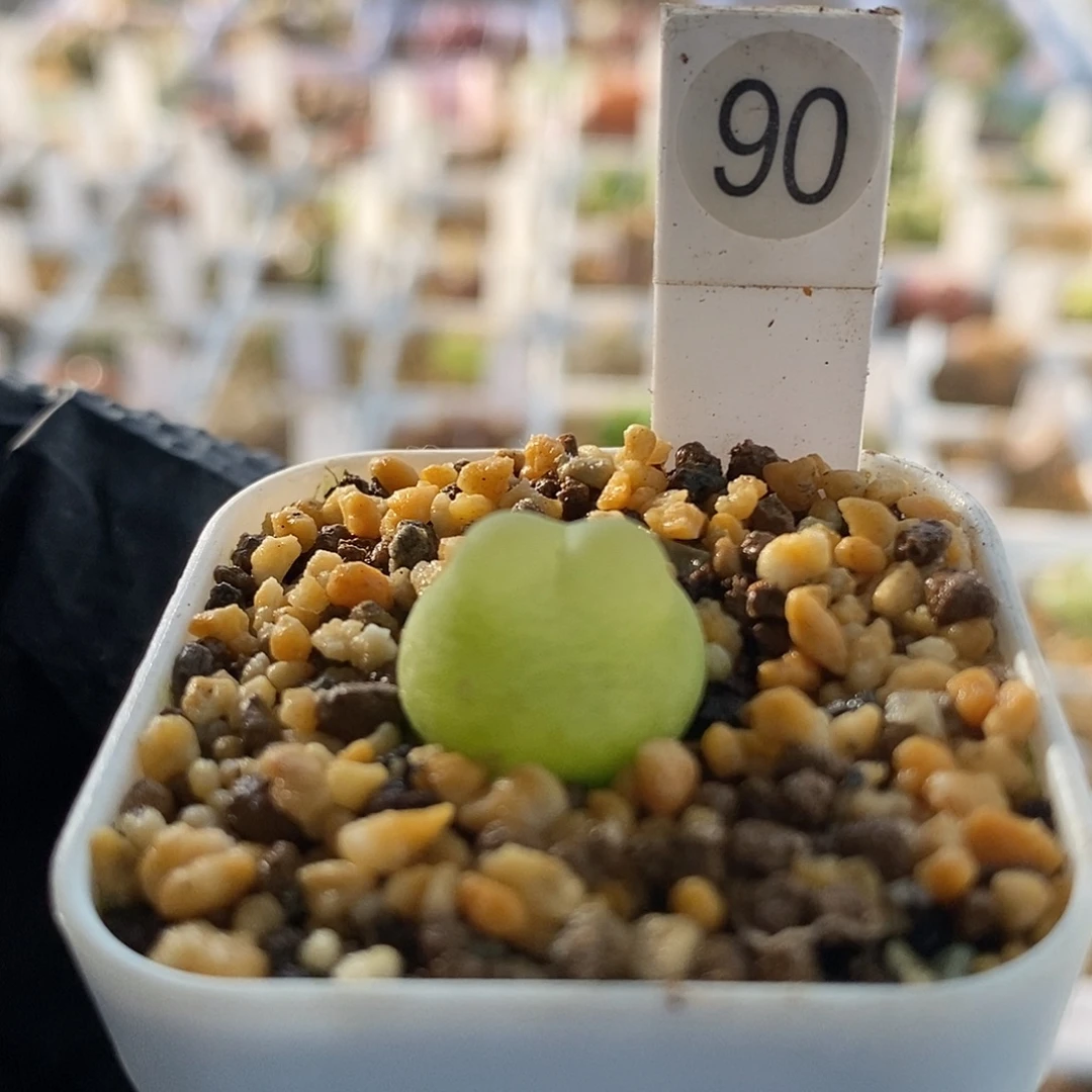 一物一拍三年拉登尺寸1.4