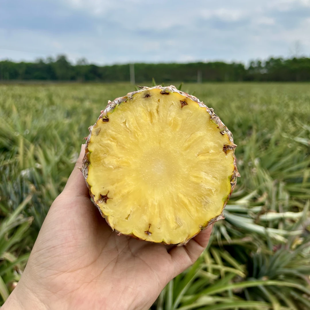 【中源果农 京东 海南直发】海南树上熟金钻凤梨2/3个装 净重4斤起