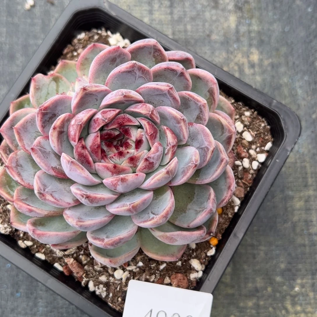 秋*歌4900拍肉肉肉肉肉