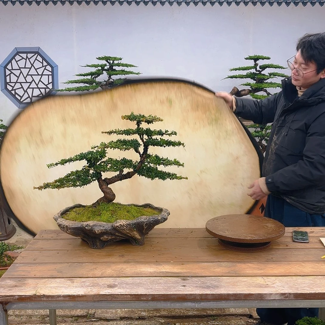 木红芽罗汉松带盆