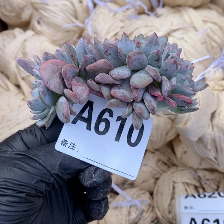 610 石榴籽缀哇哇哇哇瑕疵