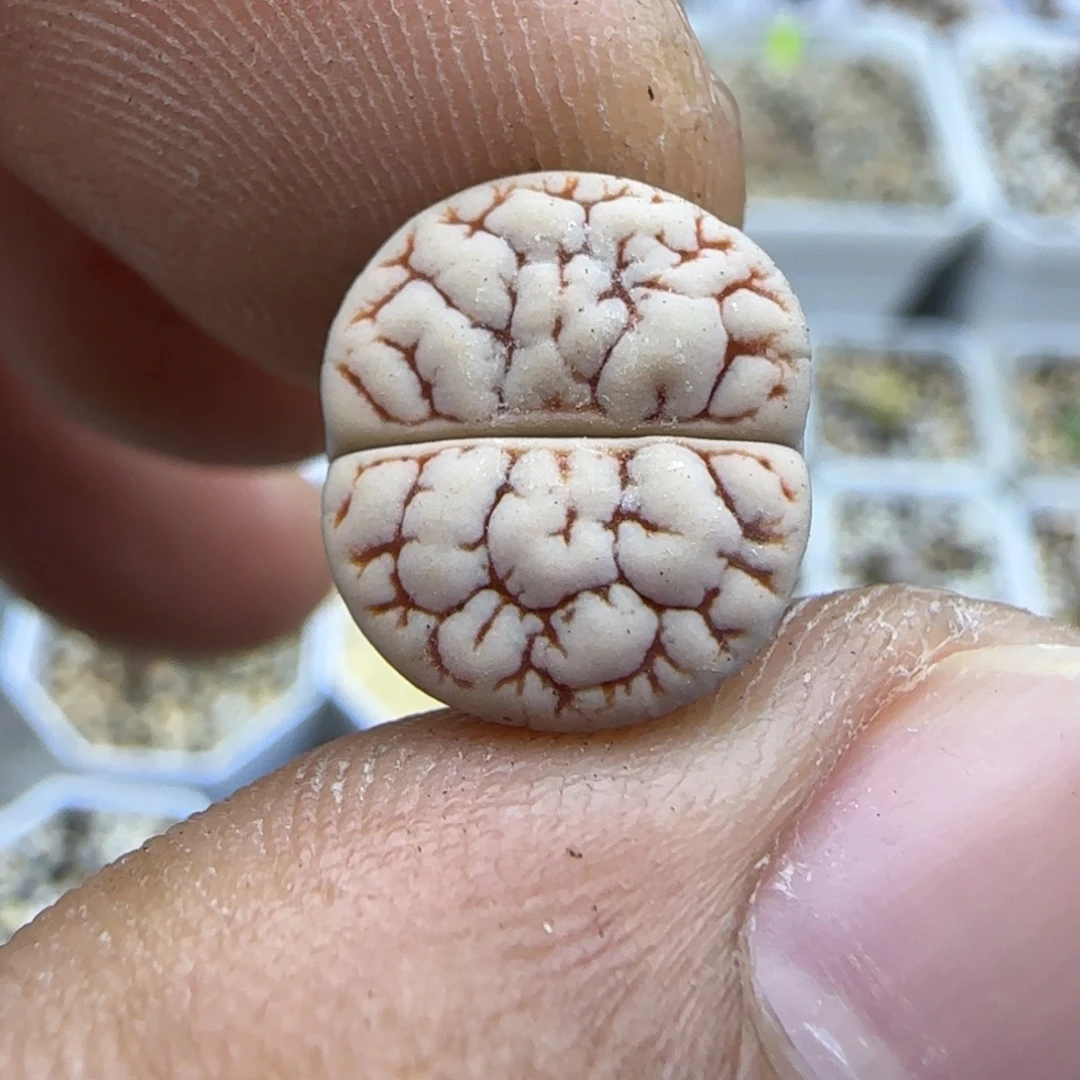 176 生石花大棚直播