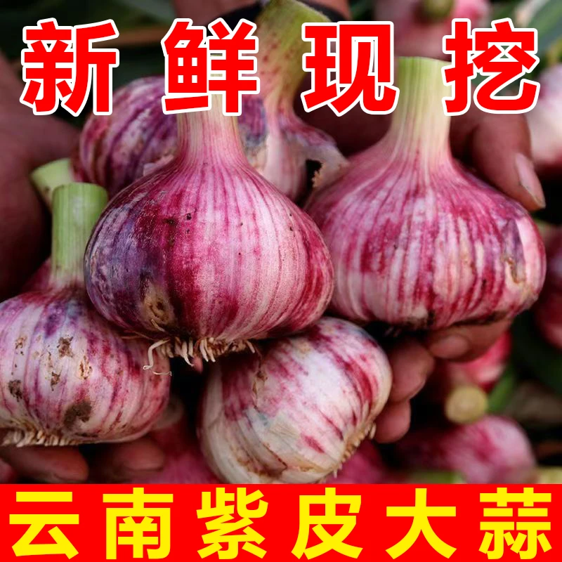 【紫皮大蒜】25年云南紫皮大蒜新鲜现挖大蒜皮薄肉厚蒜蓉酱泡蒜糖蒜