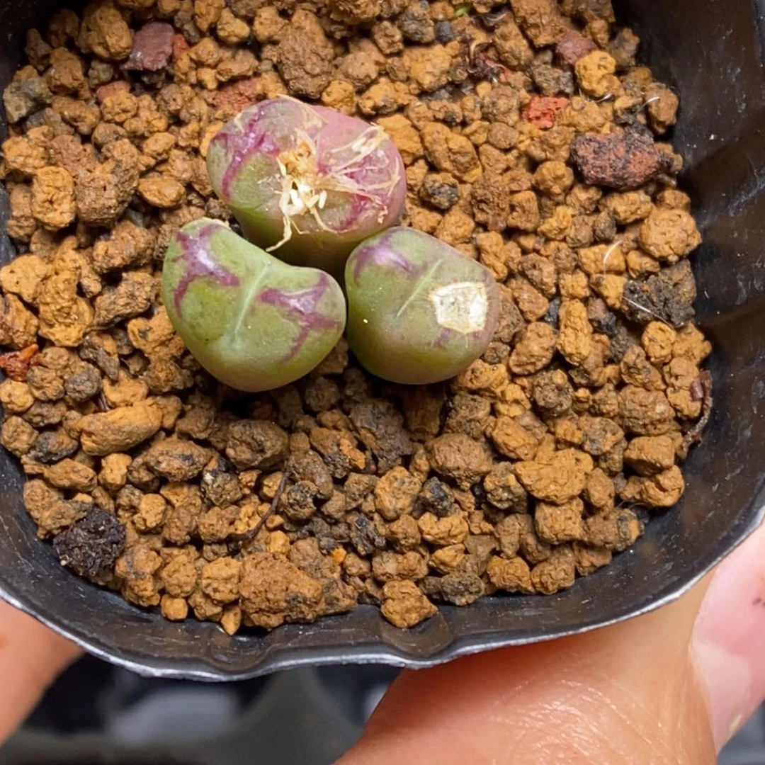 多肉植物肉锥杂交K-4672 超墨杂 伤特