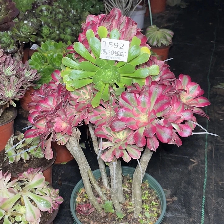 592嫁接多肉法师多肉