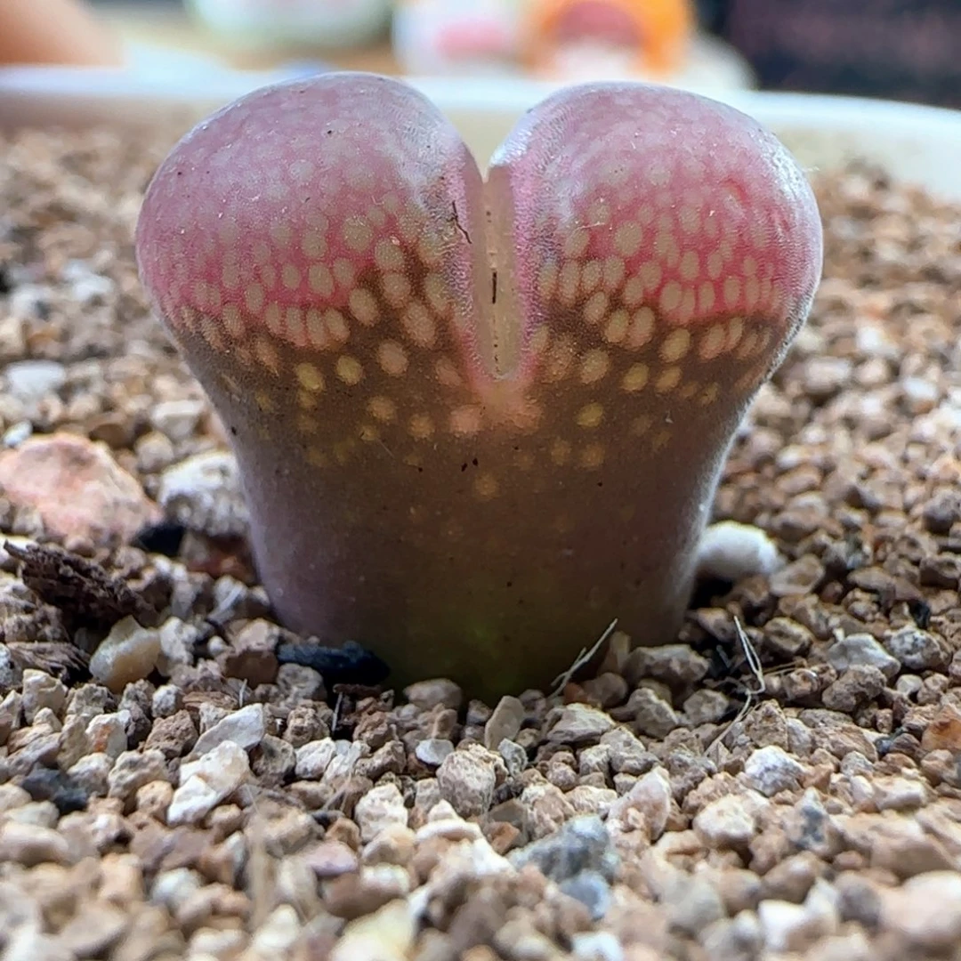 0525/1802.1黑眼豆豆/