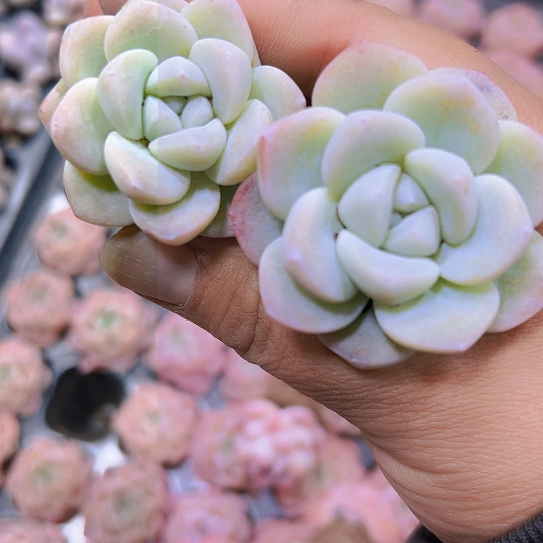 041白冰4个19包邮