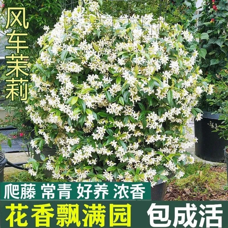 顺丰包邮】风车茉莉盆栽络石藤爬藤花卉庭院阳台四季常青懒人好养