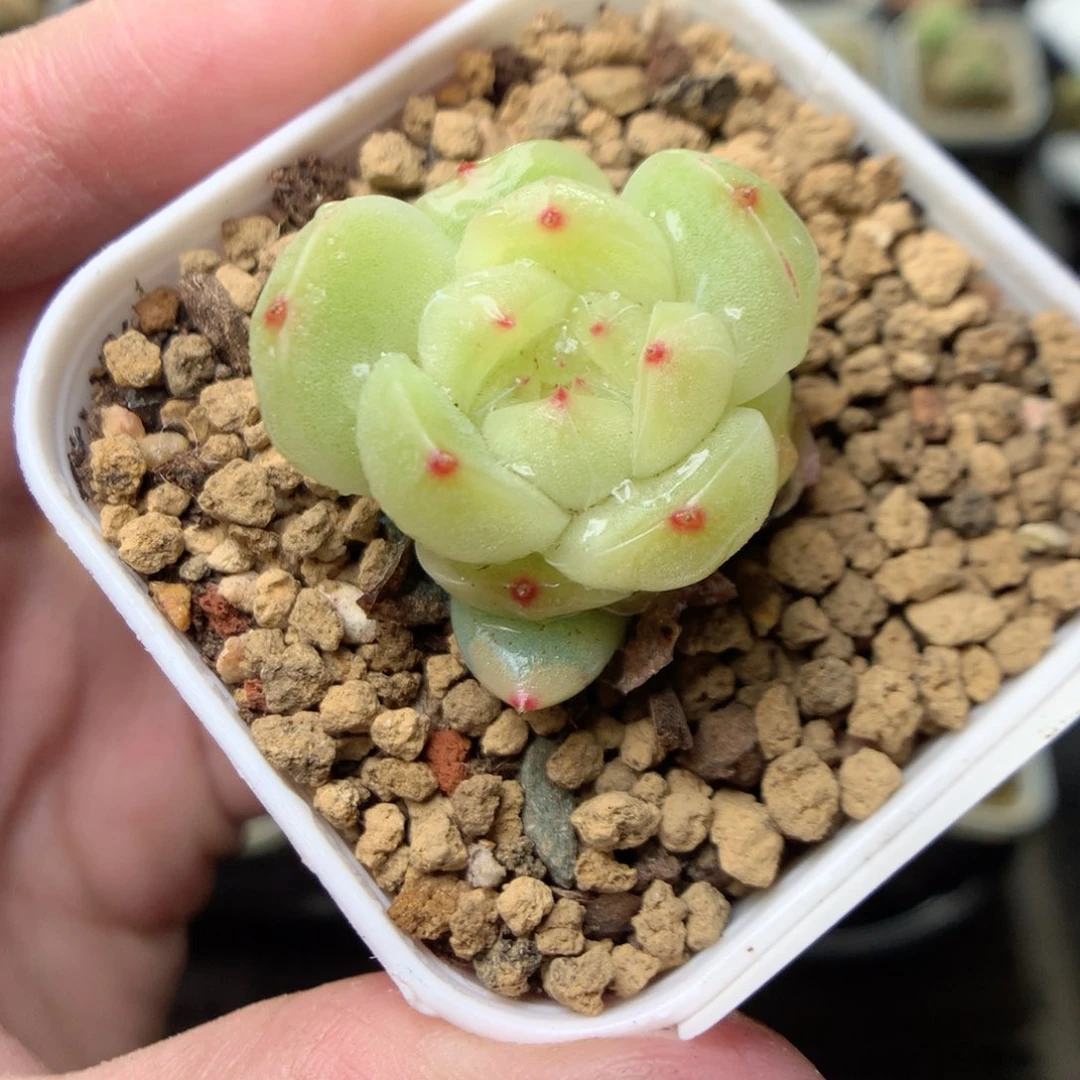 V173y y y y y y y y y y