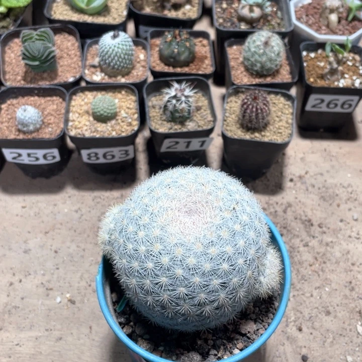 832实生大满月仙人球