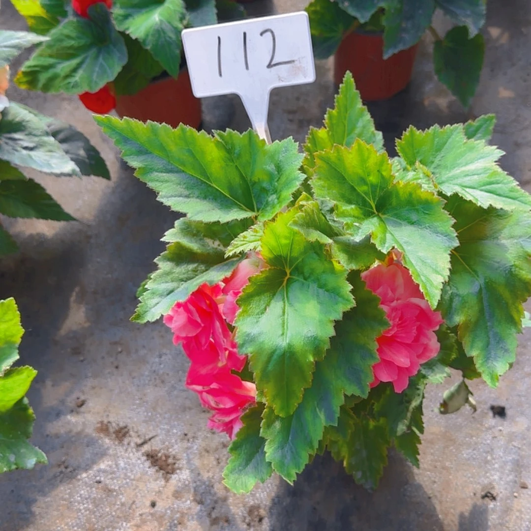 无花朵夫妻海棠种球系列112