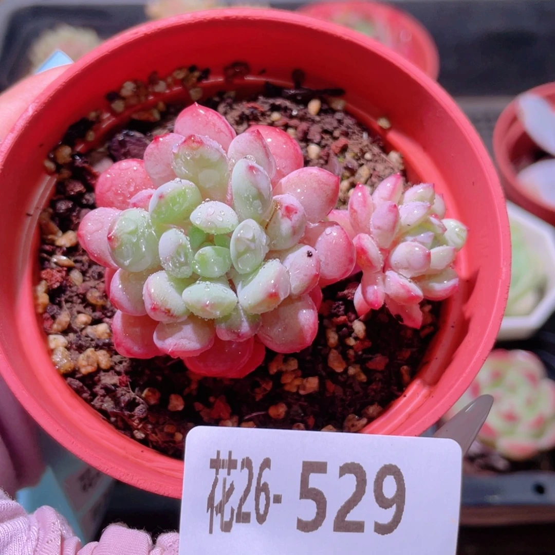 花利美26-529珍珠豆