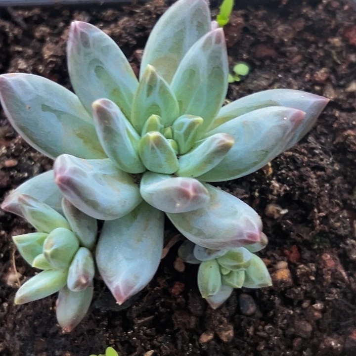 1颗美人系列多肉植物