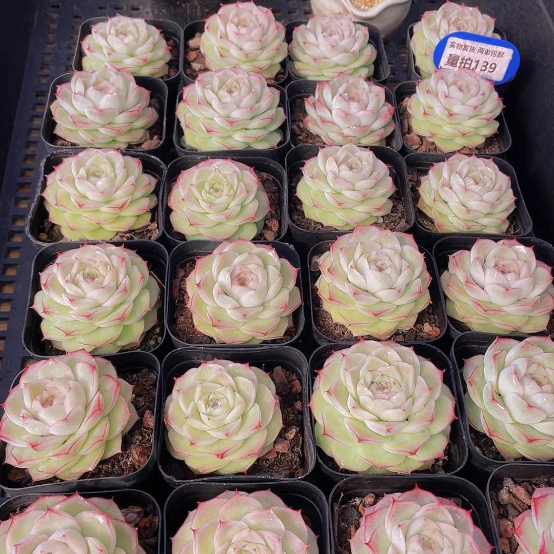 量拍139号 蔷薇花麦秆单头一个