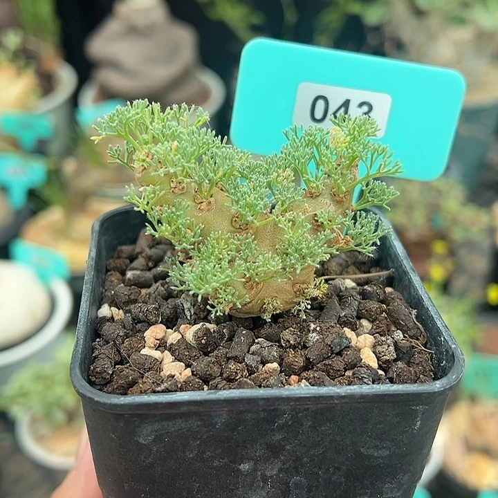 白皮月界多肉植物