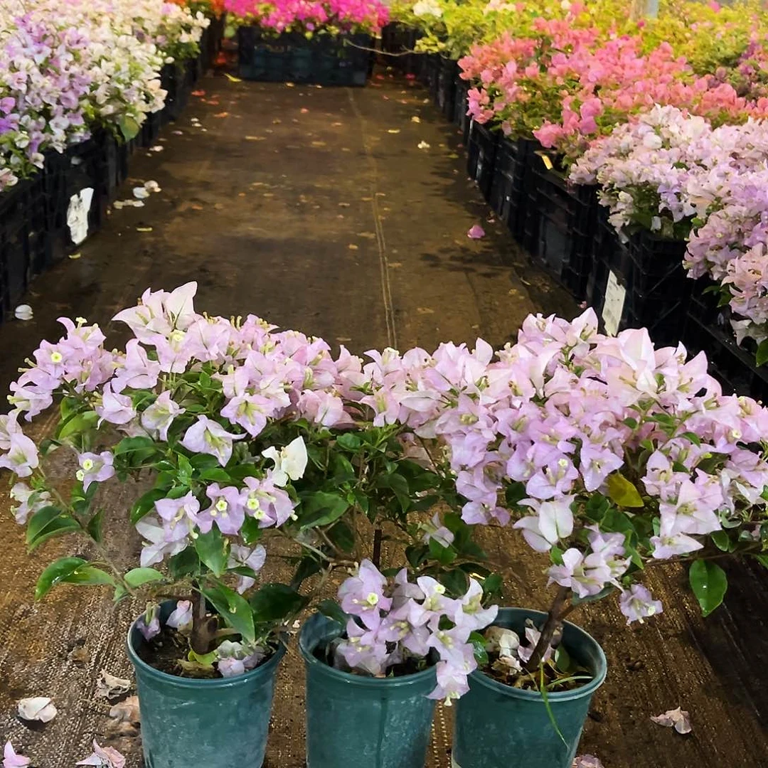 不开花植物丽娜掌中宝一颗